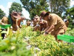 Dukung Pendidikan Vokasi, Gubernur NTT Panen Cabai di TTU