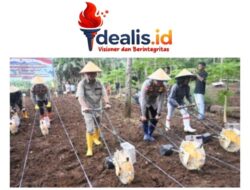 Pemkab Kupang Dukung Program Penanaman Jagung untuk Perkuat Swasembada Pangan