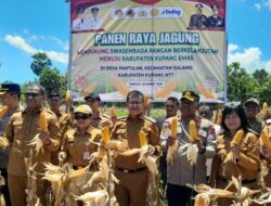 Panen Raya Jagung di Desa Pantulan Perkuat Ketahanan Pangan Kabupaten Kupang