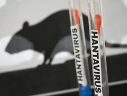 Apa itu Hantavirus Yang Muncul di Kapal Pesiar MV Hondius, Ini Penjelasannya