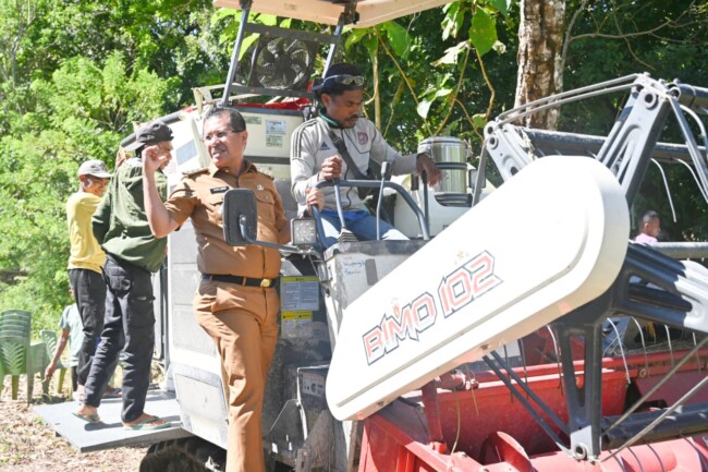 Bupati Kupang Hadiri Panen Raya P3A di Nekamese, Produktivitas Padi Meningkat 3 panen