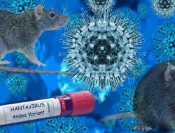 Beberapa Negara Ini Laporkan Positif Hantavirus
