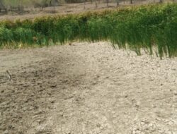 Embung Oetalu Naioni Rusak Sejak Badai Seroja, Petani Terancam Gagal Panen dan Warga Krisis Air